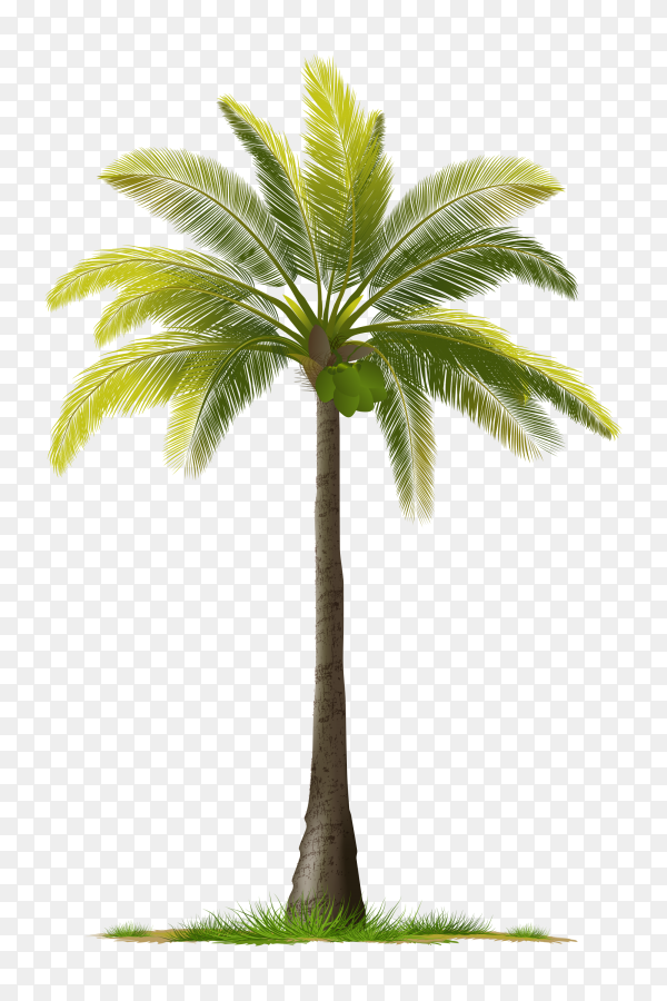 Detail Palm Tree With Transparent Background Nomer 3