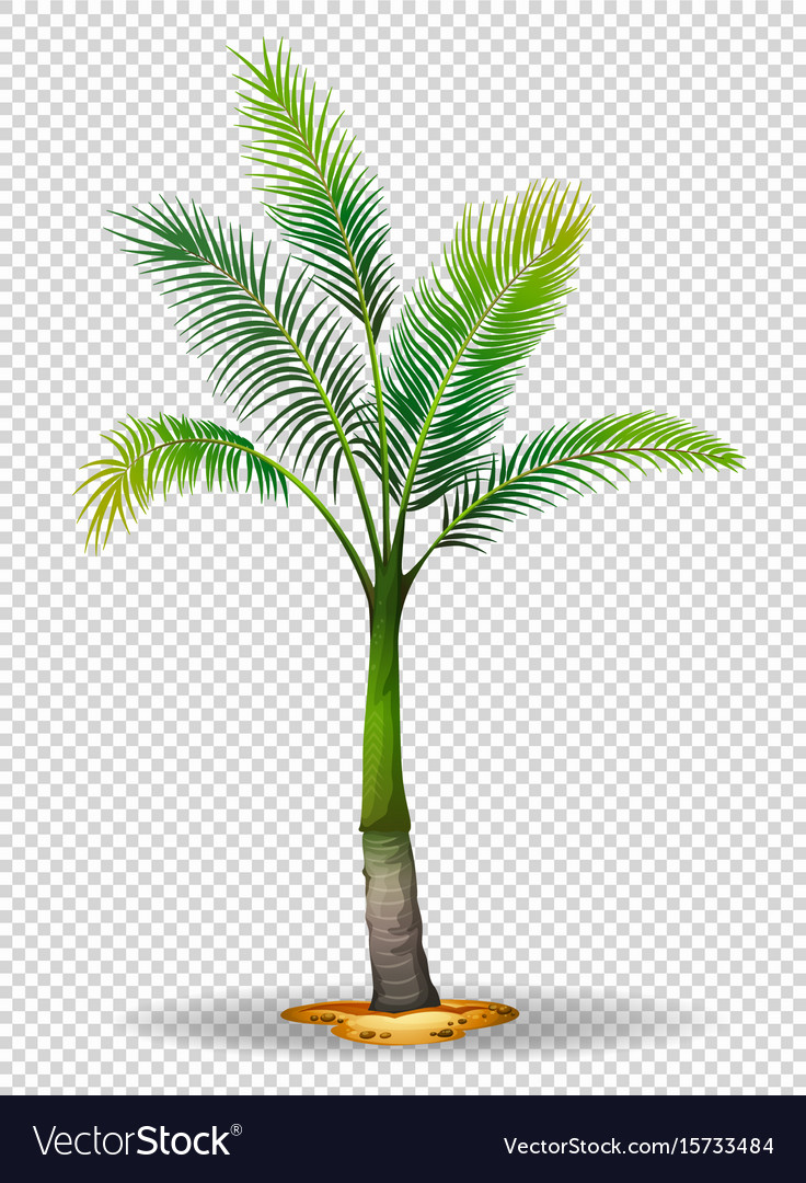 Detail Palm Tree With Transparent Background Nomer 21