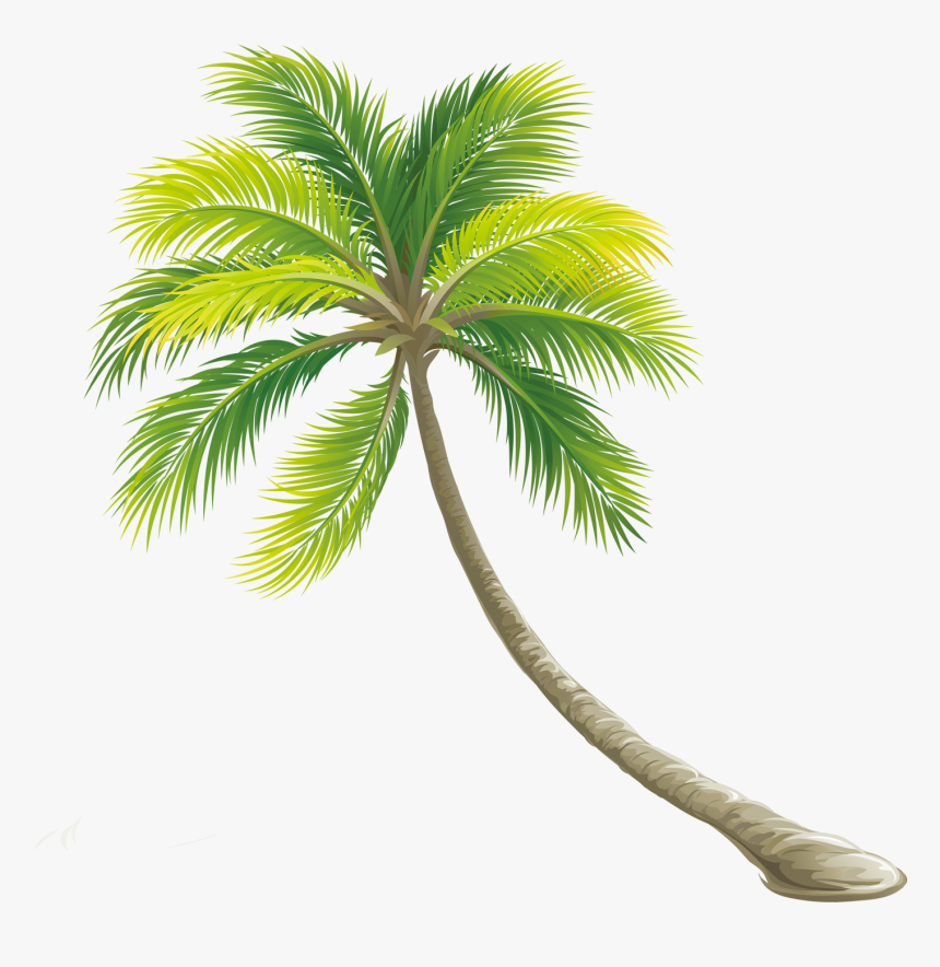 Detail Palm Tree With Transparent Background Nomer 25