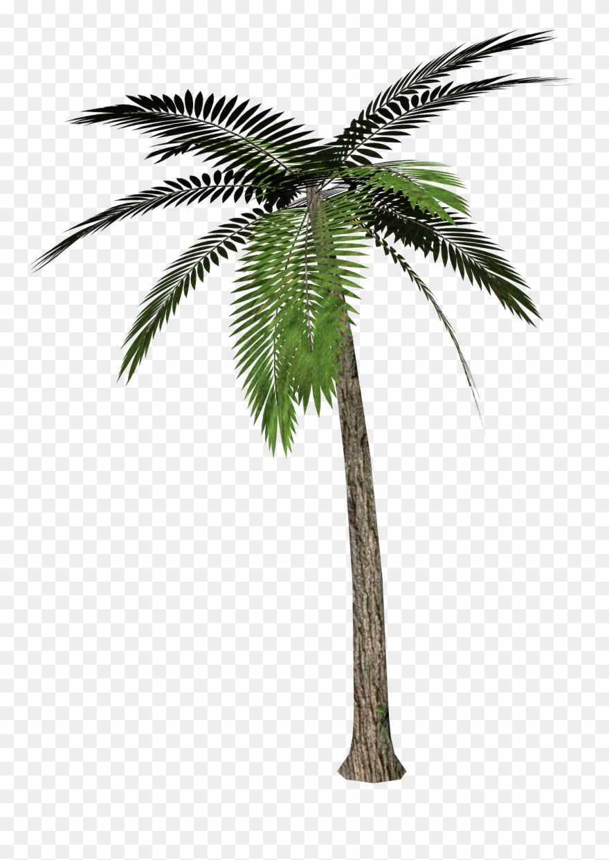 Detail Palm Tree With Transparent Background Nomer 4