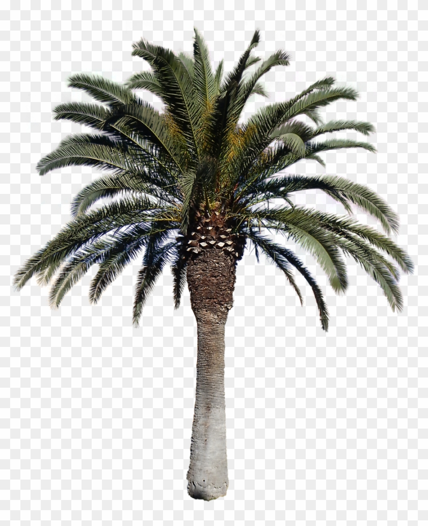 Detail Palm Tree With Transparent Background Nomer 30