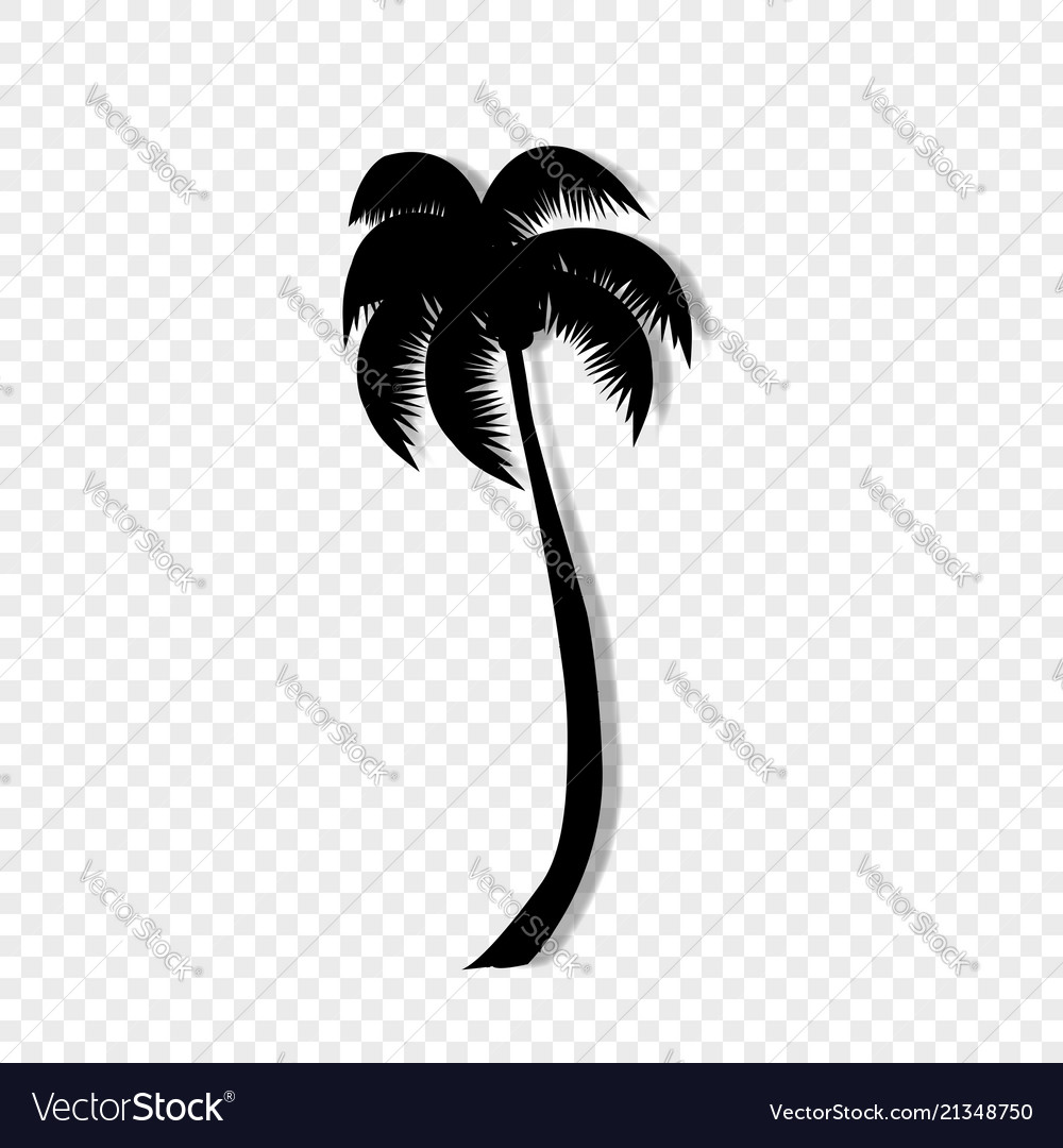 Detail Palm Tree With Transparent Background Nomer 31