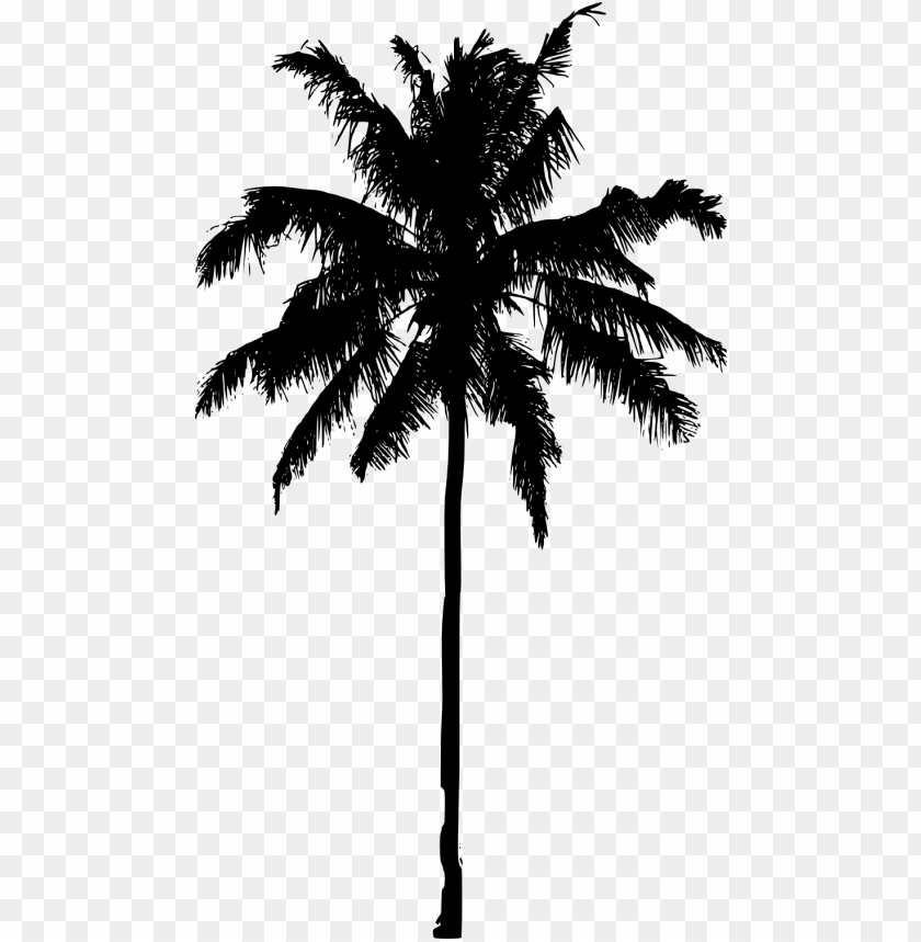 Detail Palm Tree With Transparent Background Nomer 32