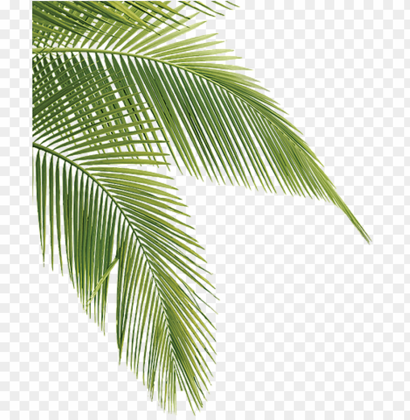 Detail Palm Tree With Transparent Background Nomer 33