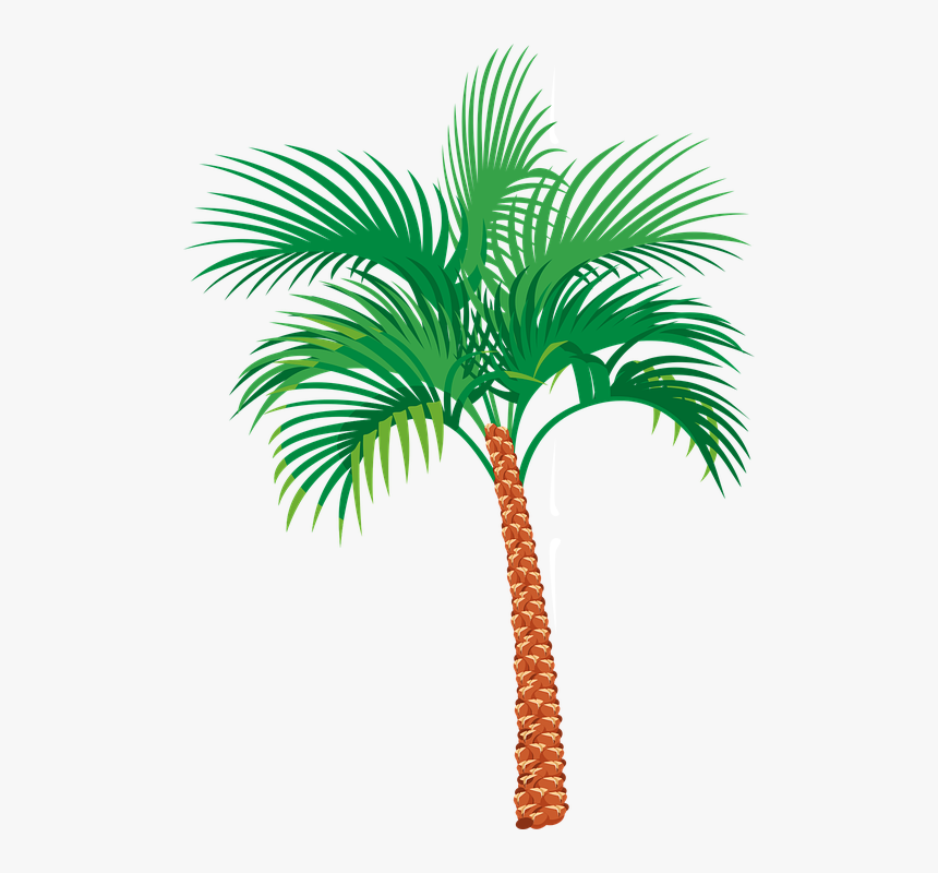 Detail Palm Tree With Transparent Background Nomer 37