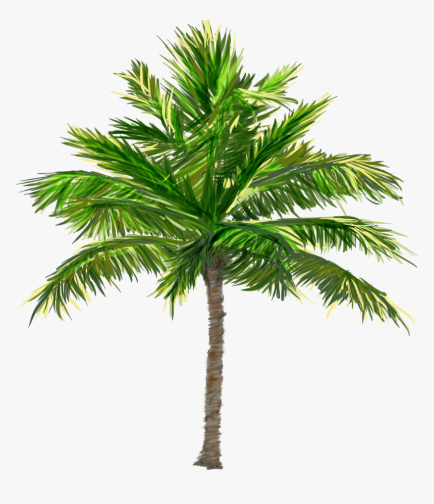 Detail Palm Tree With Transparent Background Nomer 41