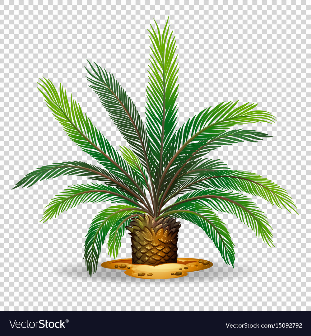 Detail Palm Tree With Transparent Background Nomer 47