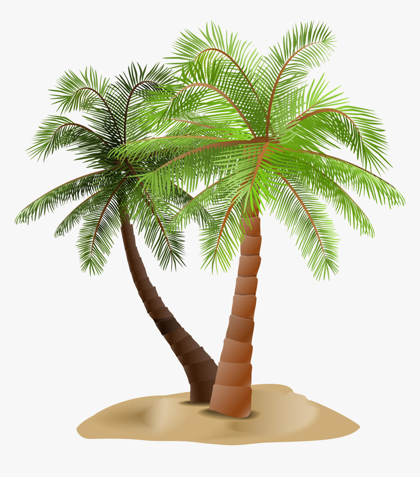 Detail Palm Tree With Transparent Background Nomer 49