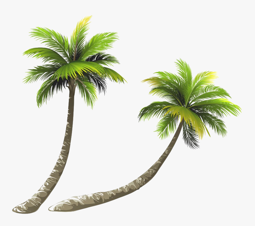 Detail Palm Tree With Transparent Background Nomer 53