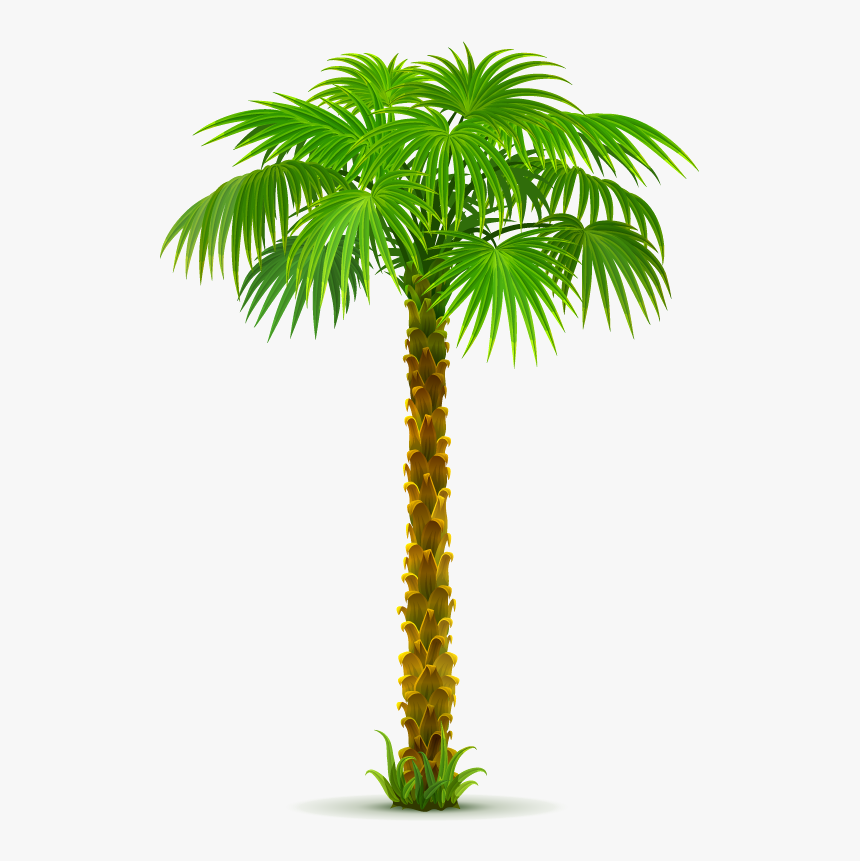 Detail Palm Tree With Transparent Background Nomer 55