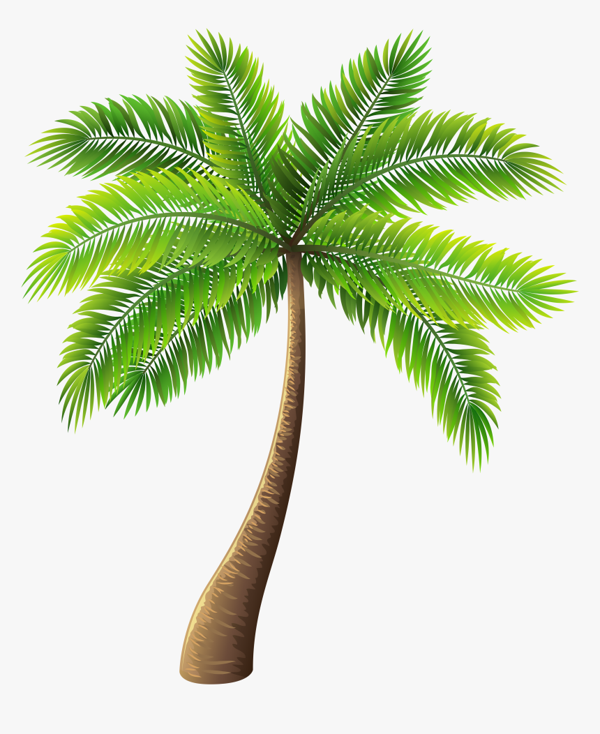 Detail Palm Tree With Transparent Background Nomer 8