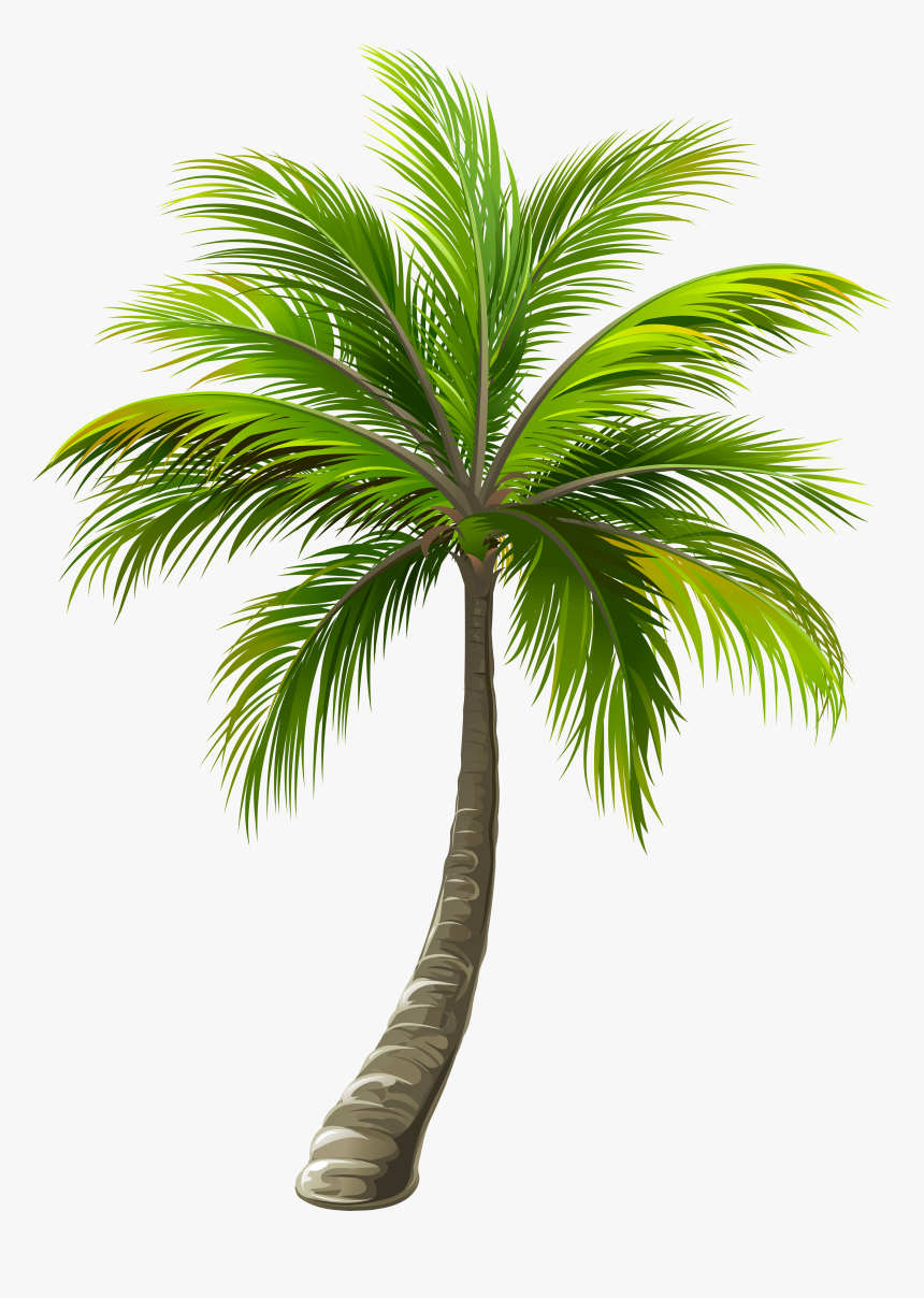 Detail Palm Tree With Transparent Background Nomer 9