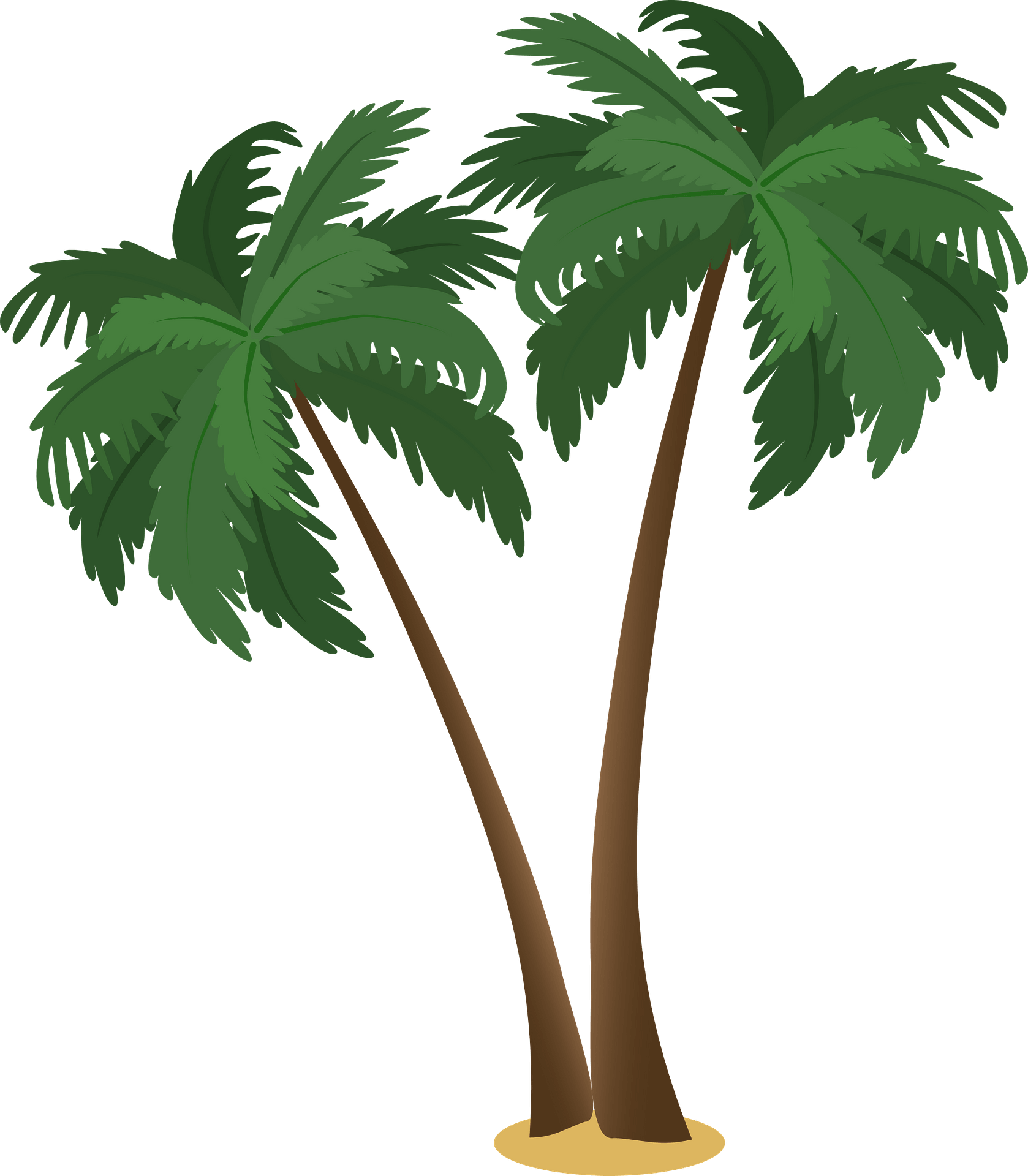 Detail Palm Treeclipart Nomer 16