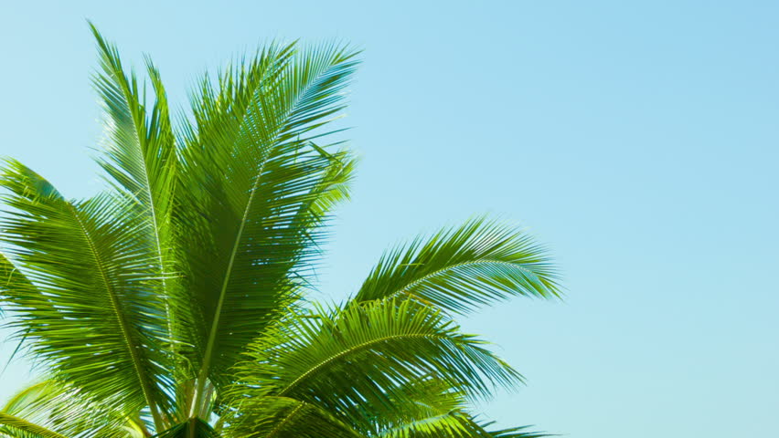 Detail Palm Trees 1080p Nomer 15