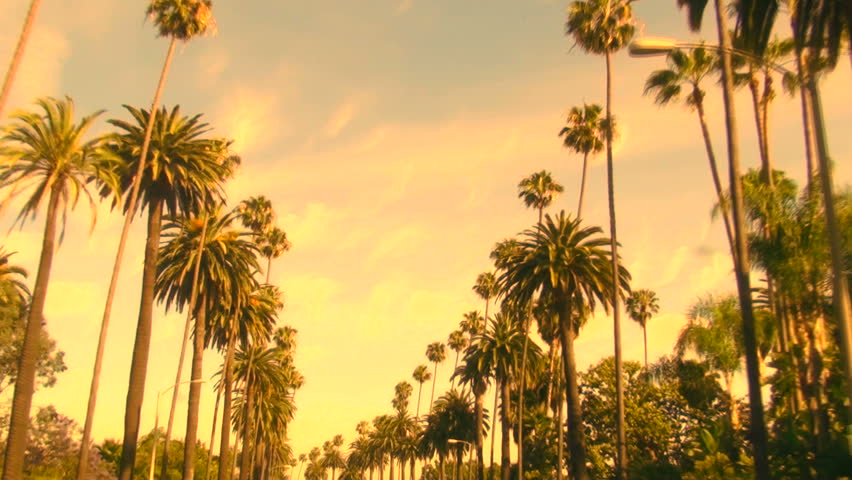 Detail Palm Trees 1080p Nomer 30