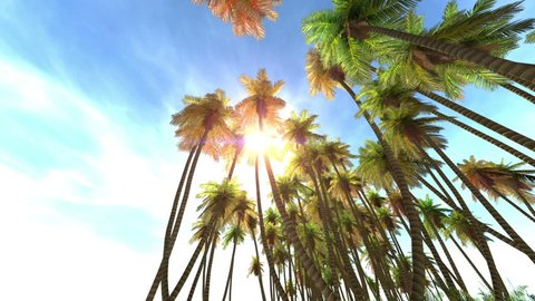 Detail Palm Trees 1080p Nomer 43