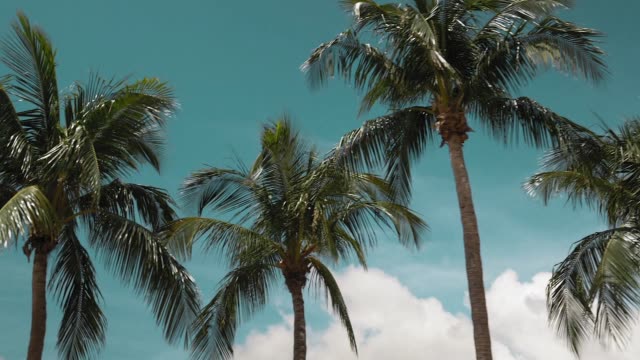 Detail Palm Trees 1080p Nomer 48