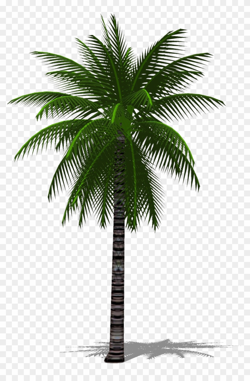 Detail Palm Trees Download Nomer 20