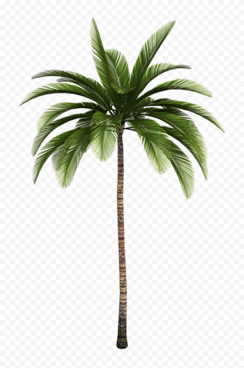 Detail Palm Trees Download Nomer 21