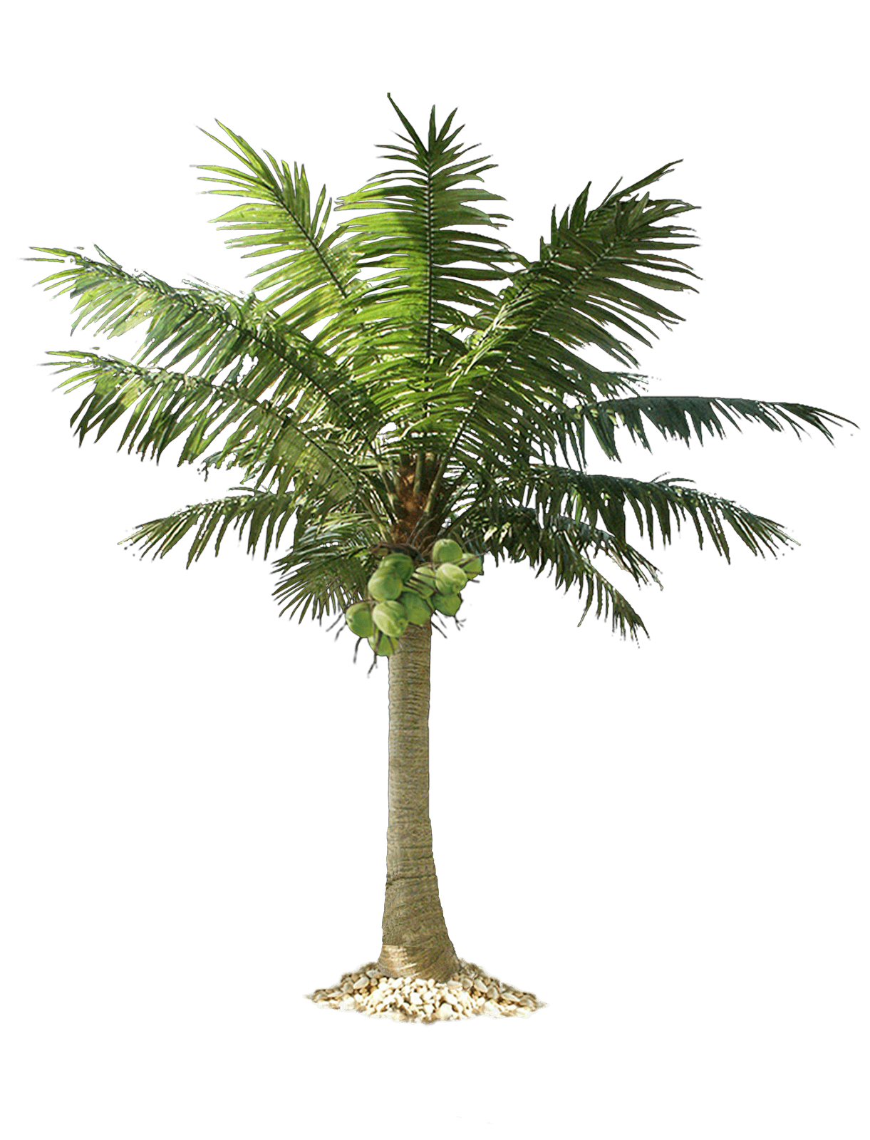 Detail Palm Trees Download Nomer 22