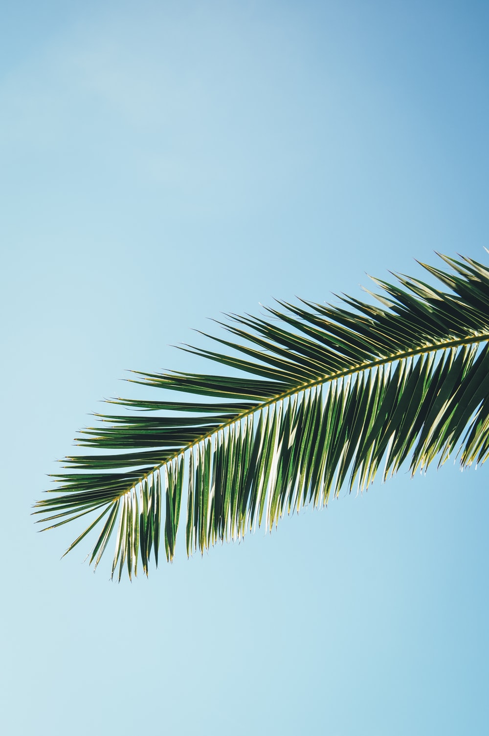 Detail Palm Trees Download Nomer 34