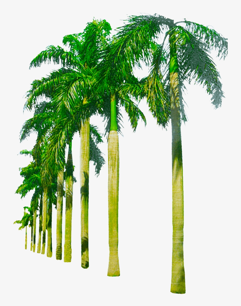 Detail Palm Trees Download Nomer 36