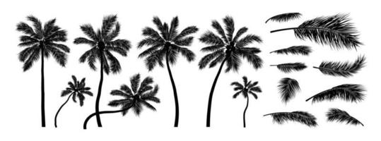 Detail Palm Trees Download Nomer 47