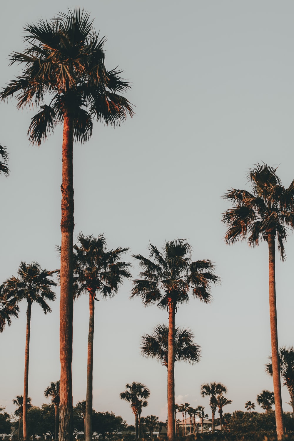 Detail Palm Trees Download Nomer 52