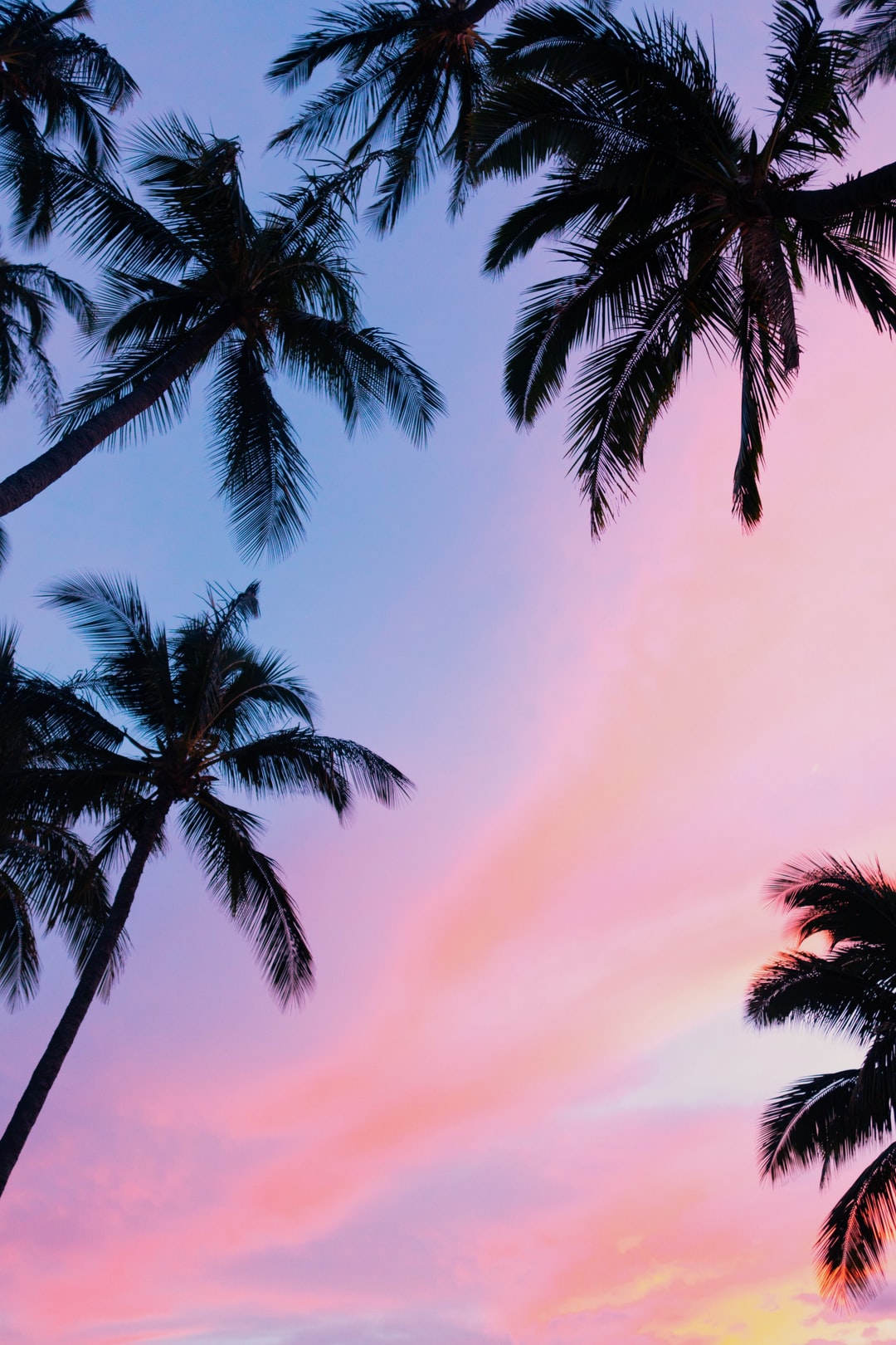 Palm Trees Hd - KibrisPDR