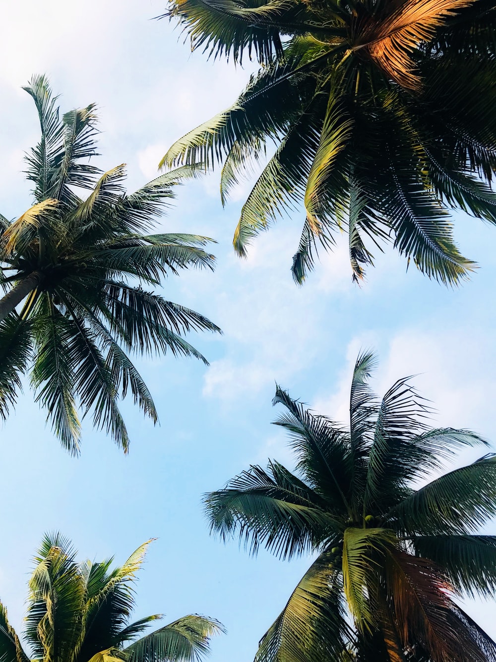 Detail Palm Trees Hd Nomer 11