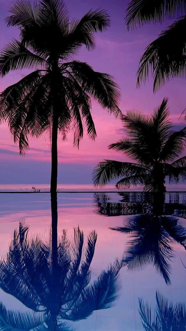 Detail Palm Trees Hd Nomer 12