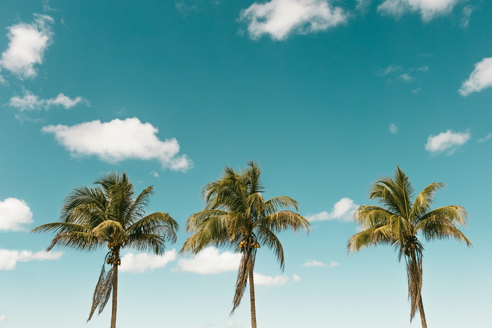 Detail Palm Trees Hd Nomer 13