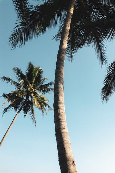 Detail Palm Trees Hd Nomer 14