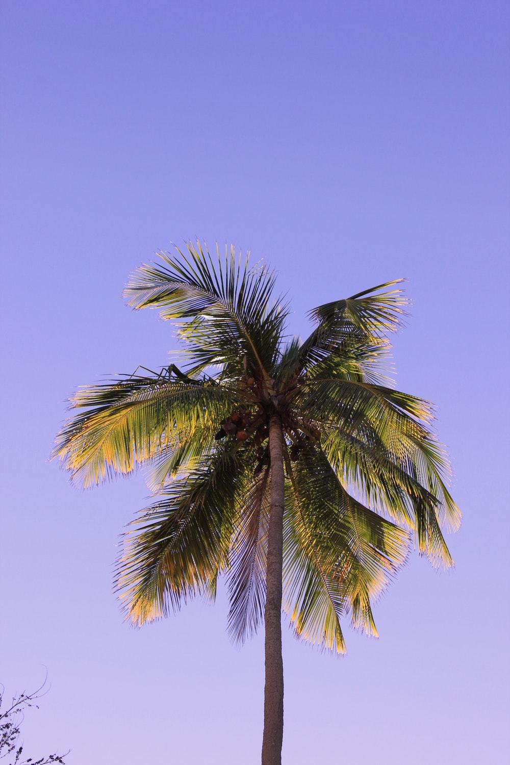 Detail Palm Trees Hd Nomer 15