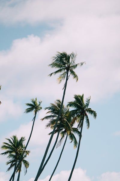 Detail Palm Trees Hd Nomer 17