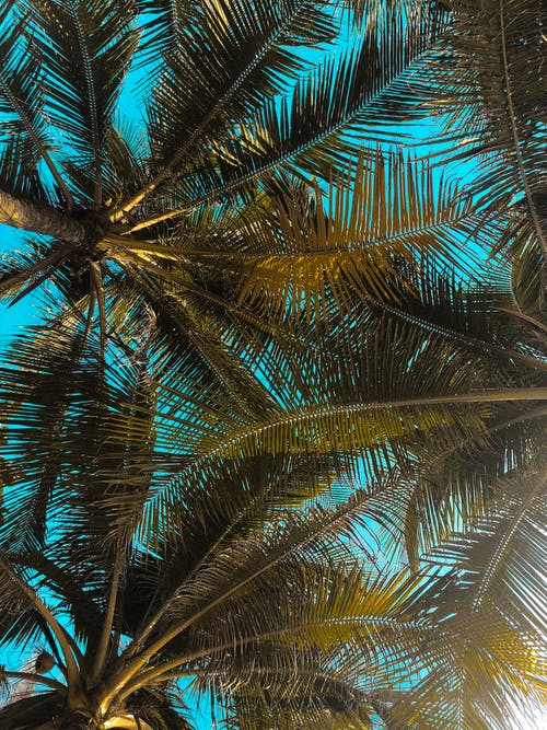Detail Palm Trees Hd Nomer 18
