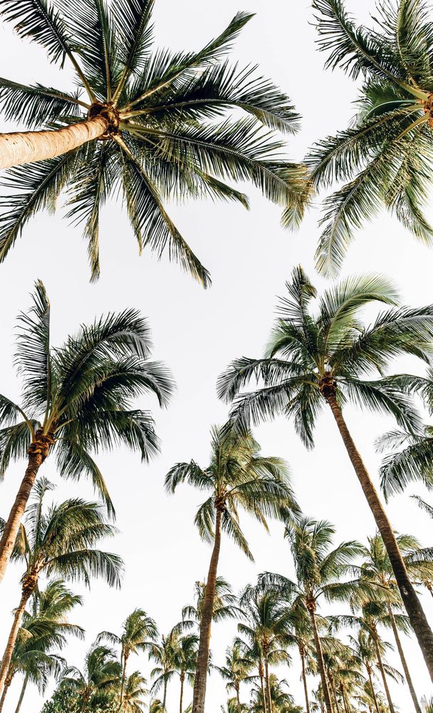 Detail Palm Trees Hd Nomer 19