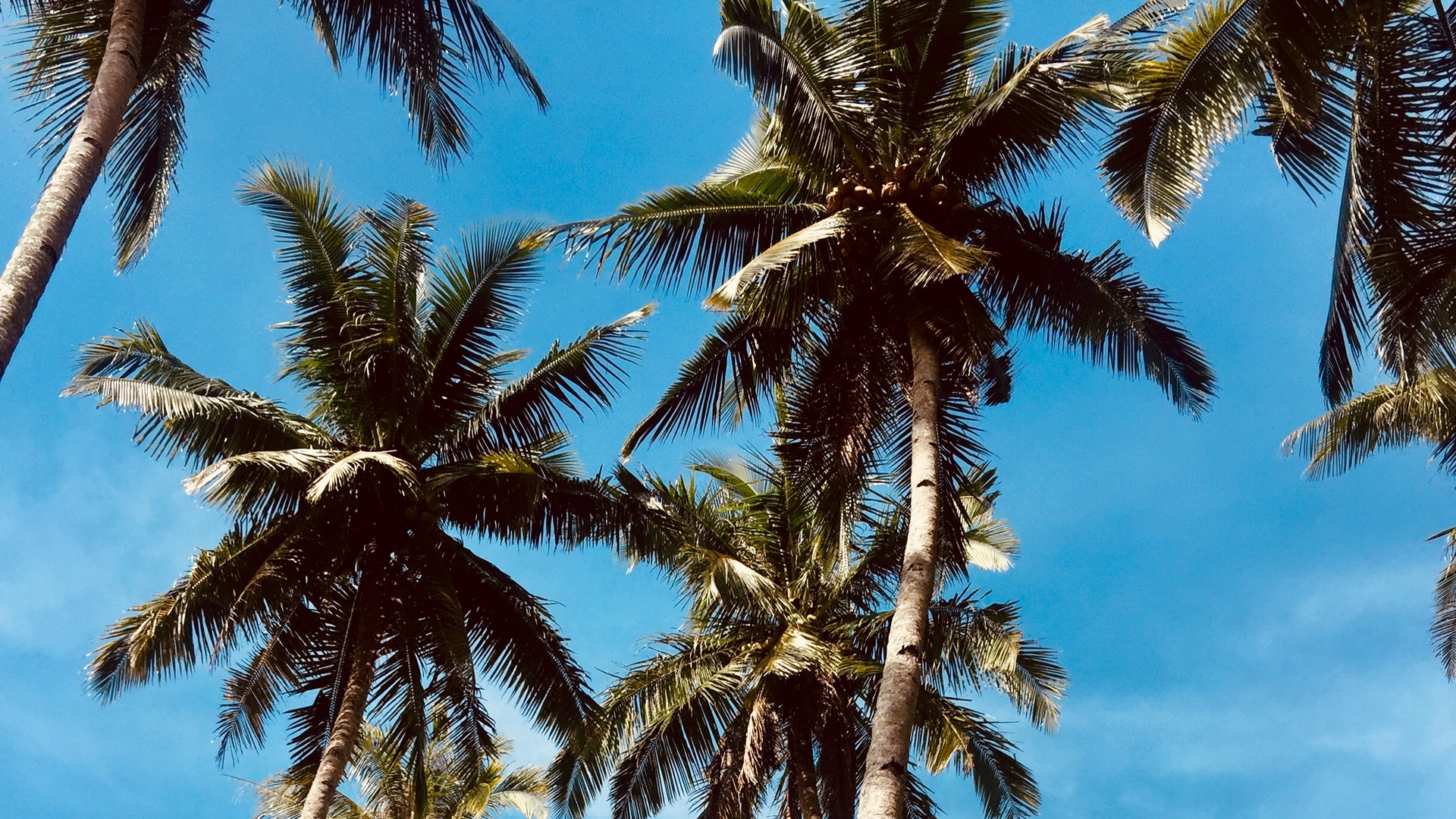 Detail Palm Trees Hd Nomer 23
