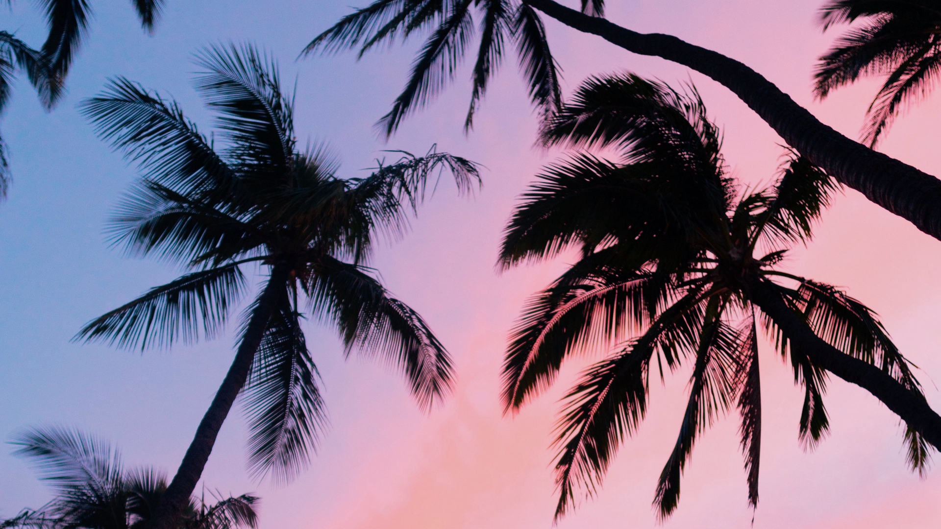 Detail Palm Trees Hd Nomer 24