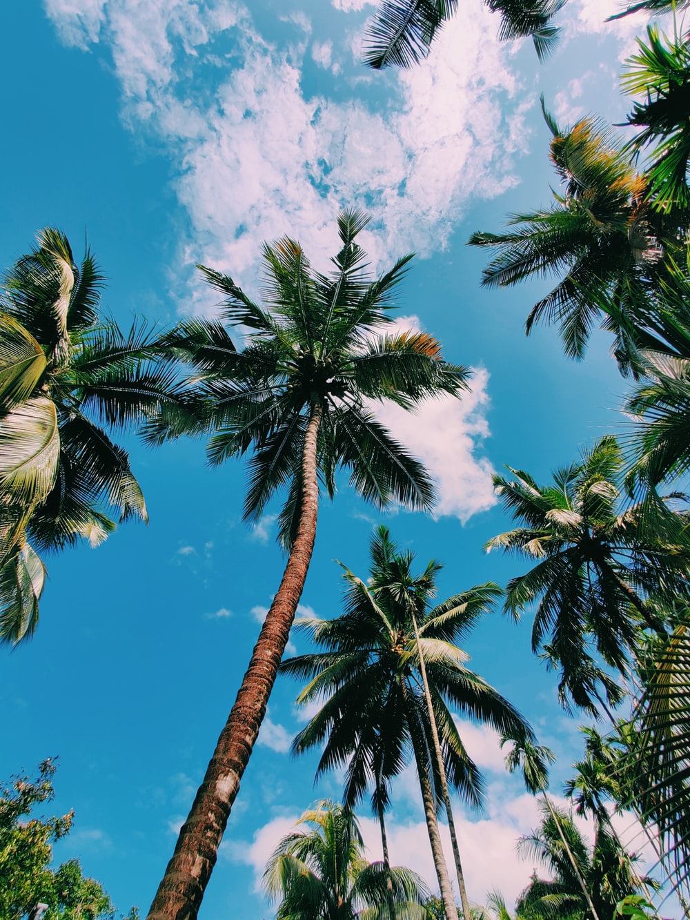 Detail Palm Trees Hd Nomer 25