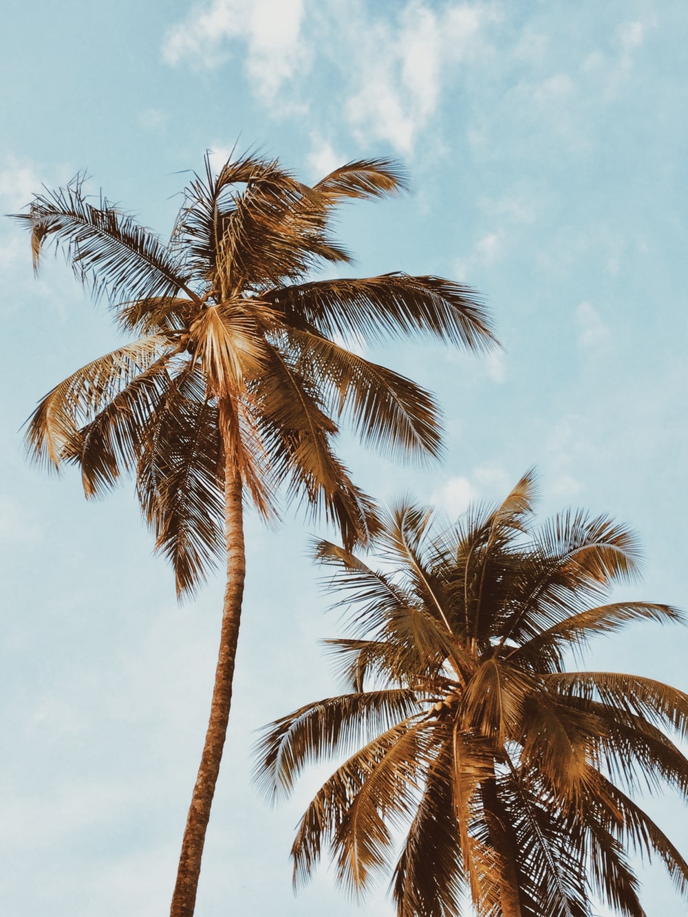 Detail Palm Trees Hd Nomer 28