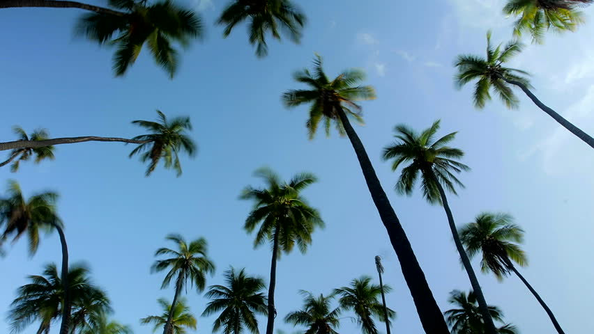 Detail Palm Trees Hd Nomer 29