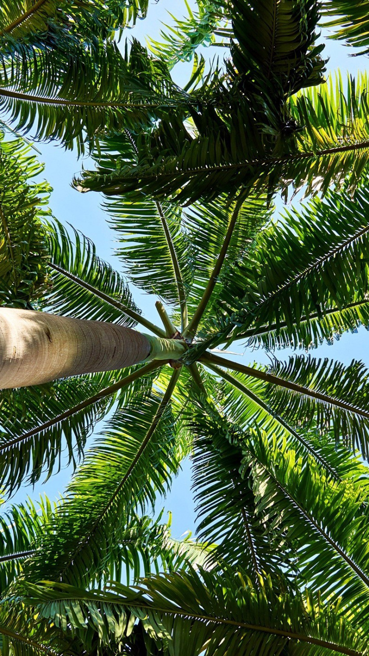 Detail Palm Trees Hd Nomer 31