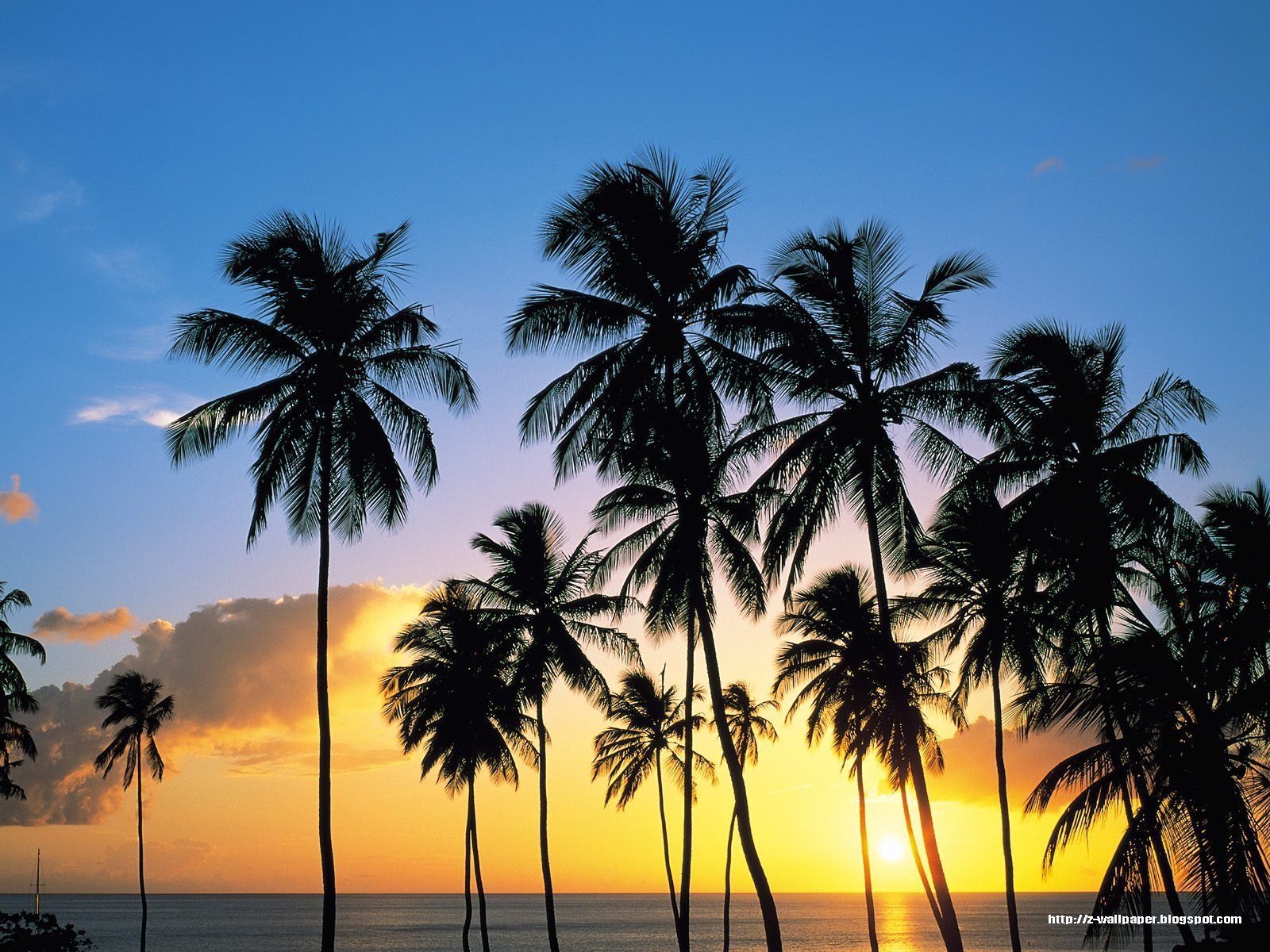 Detail Palm Trees Hd Nomer 32