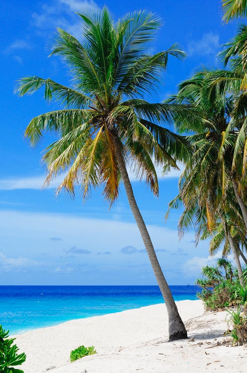 Detail Palm Trees Hd Nomer 33