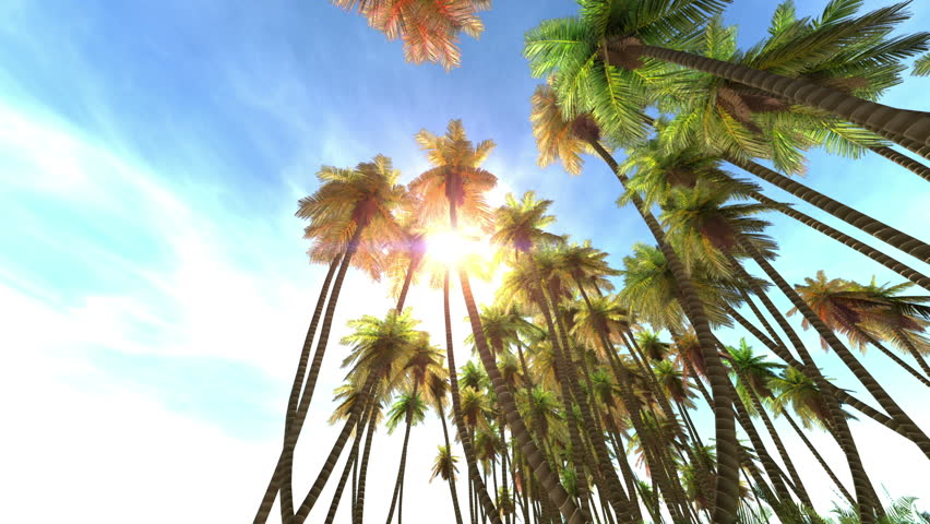 Detail Palm Trees Hd Nomer 35