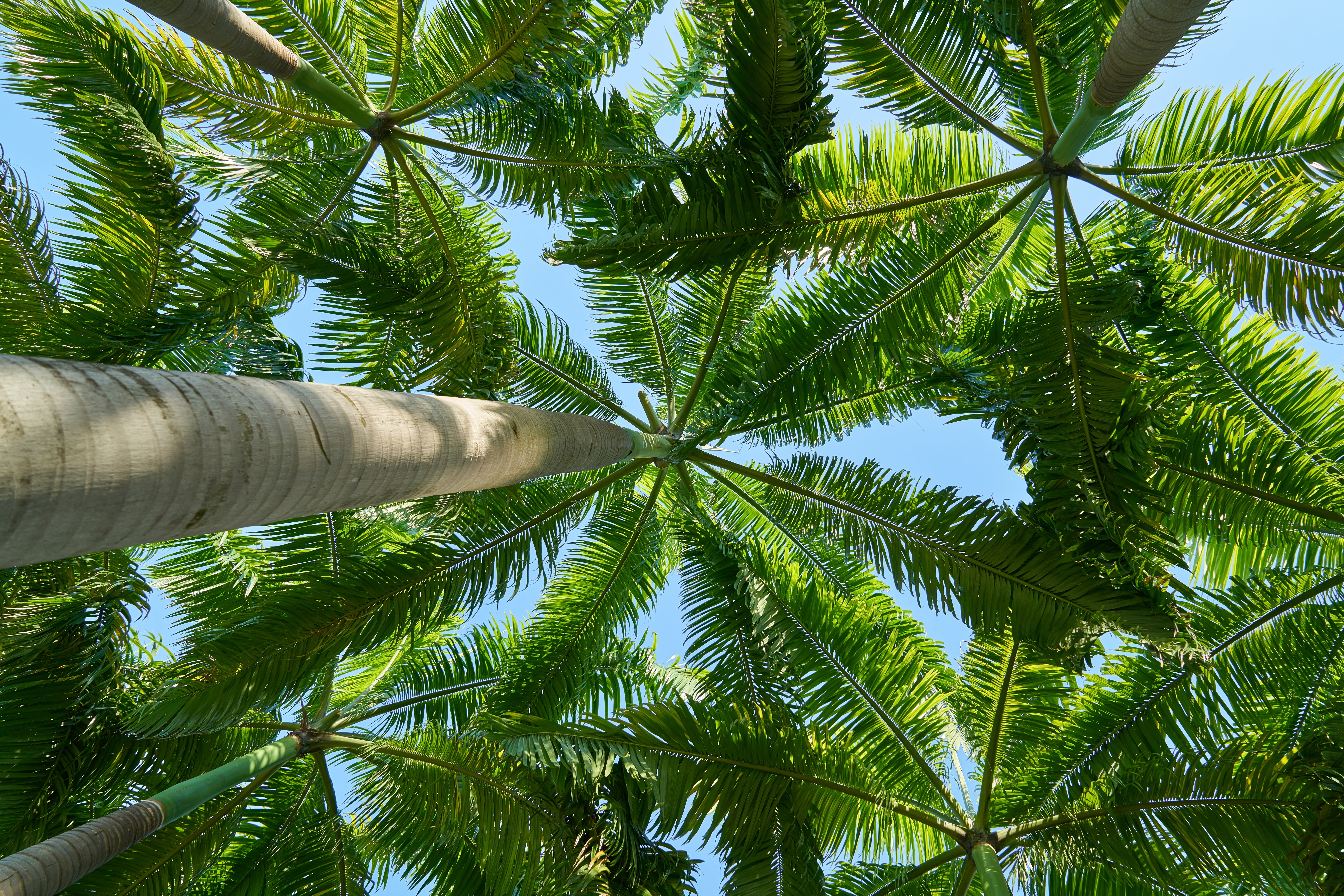 Detail Palm Trees Hd Nomer 36