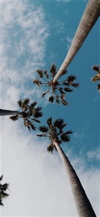Detail Palm Trees Hd Nomer 37