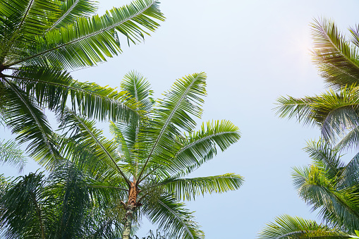 Detail Palm Trees Hd Nomer 40