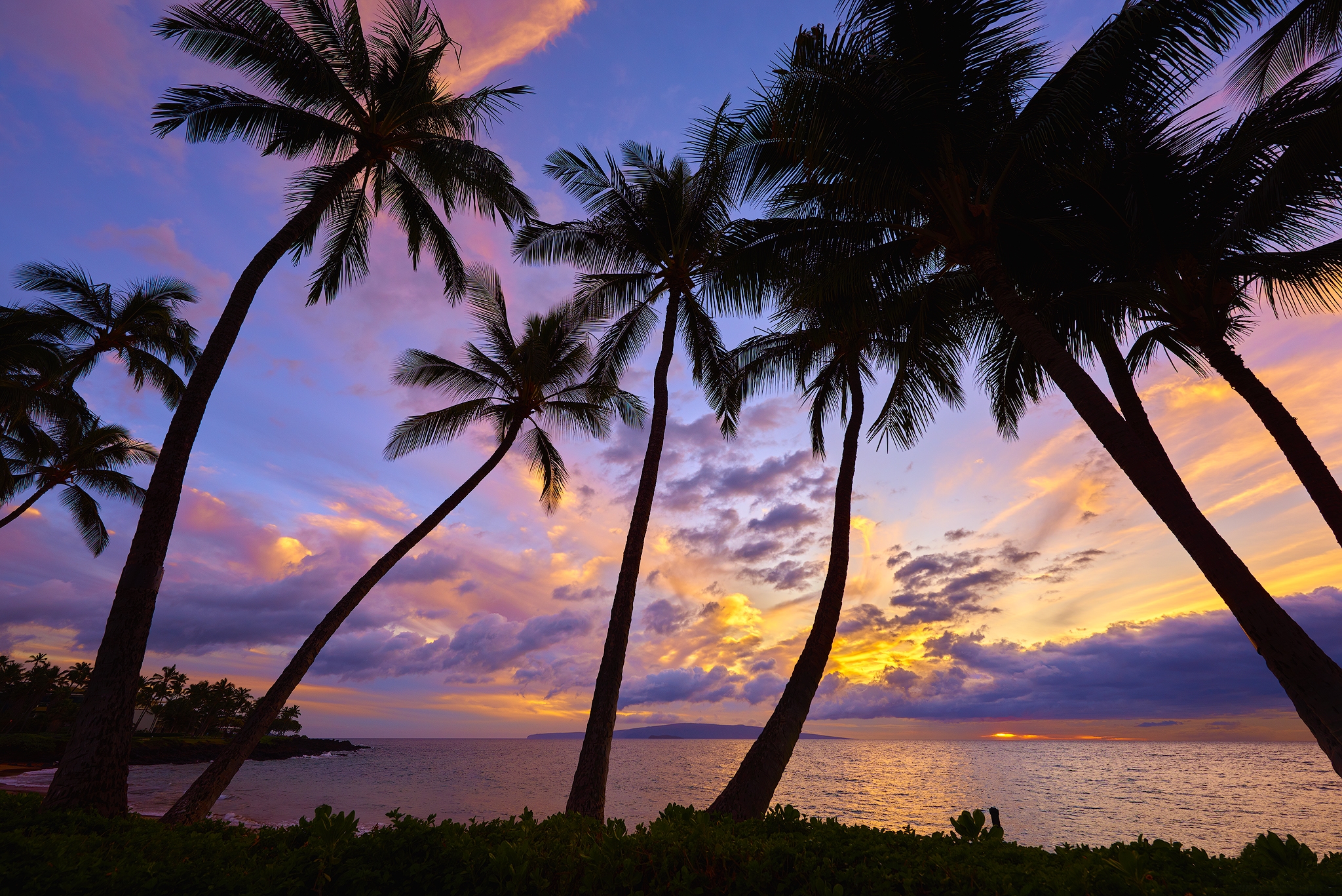 Detail Palm Trees Hd Nomer 43